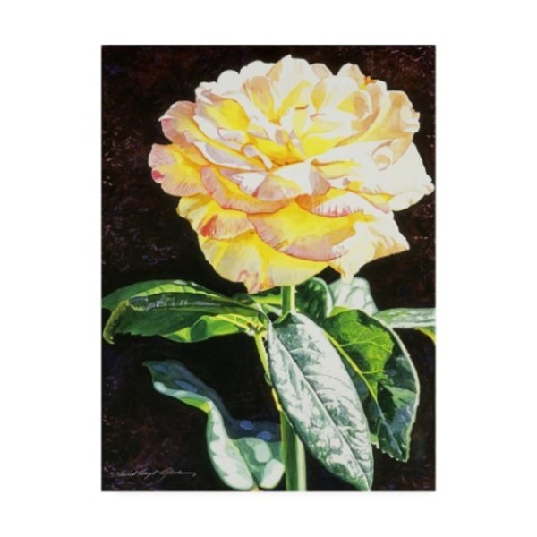 Trademark Fine Art David Lloyd Glover 'Midnight Rose' Canvas Art, 24x32 DLG01020-C2432GG